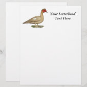 Muscovy Light Chocolate Drake (Front/Back)