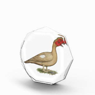 Muscovy Light Chocolate Drake Award