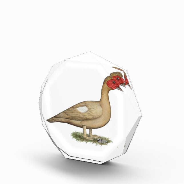 Muscovy Light Chocolate Drake Award (Right)