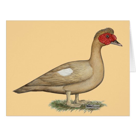 Muscovy Light Chocolate Drake Cards (Front Horizontal)
