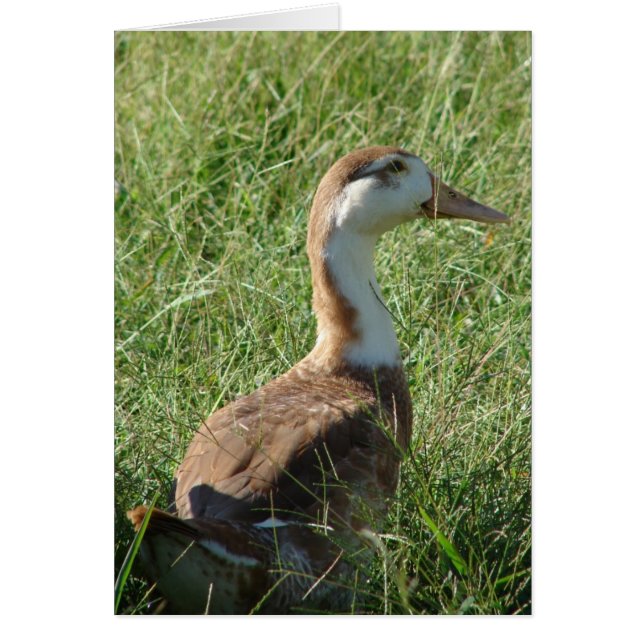 Muscovy Mule Duck Cards (Front)