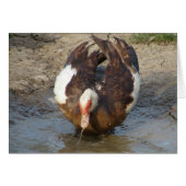 Muscovy Playing in a Puddle (Front Horizontal)