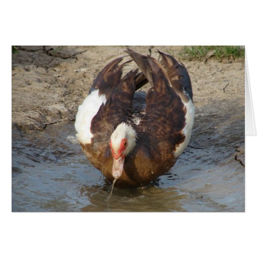 Muscovy Playing in a Puddle (Front Horizontal)