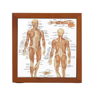 Muscular and Skeletal Anatomy Illustrations Desk Organizer