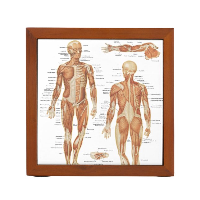 Muscular and Skeletal Anatomy Illustrations Desk Organizer (Front)