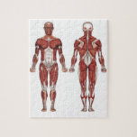Muscular System, Front And Back Jigsaw Puzzle at Zazzle