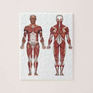 Muscular system, front and back jigsaw puzzle