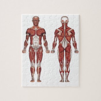 Muscular System  Front And Back Jigsaw Puzzle by CoffeeRules at Zazzle