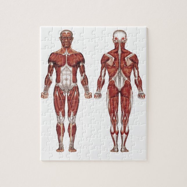 Muscular system, front and back jigsaw puzzle (Vertical)