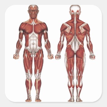 Muscular System  Front And Back Square Sticker by CoffeeRules at Zazzle