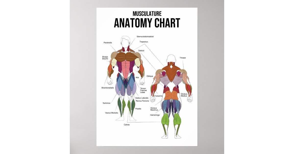 Squat - Muscle Diagram - Anatomy Chart, Zazzle