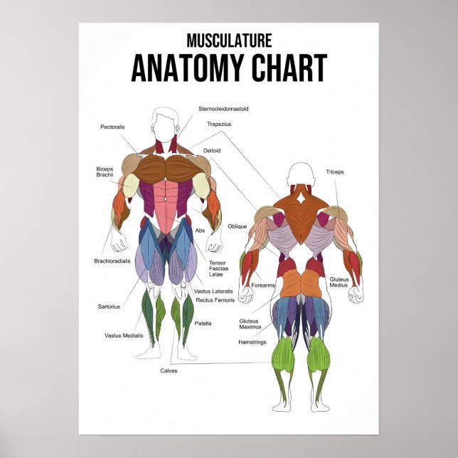 Musculature Anatomy Chart - Muscle Diagram (Front)