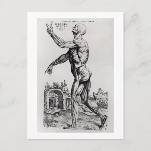 Musculature Structure of a Man bw neg  print Postcard