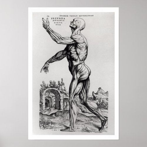Musculature Structure of a Man bw neg  print Poster