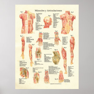 Fake Muscles Poster for Sale by musaouri