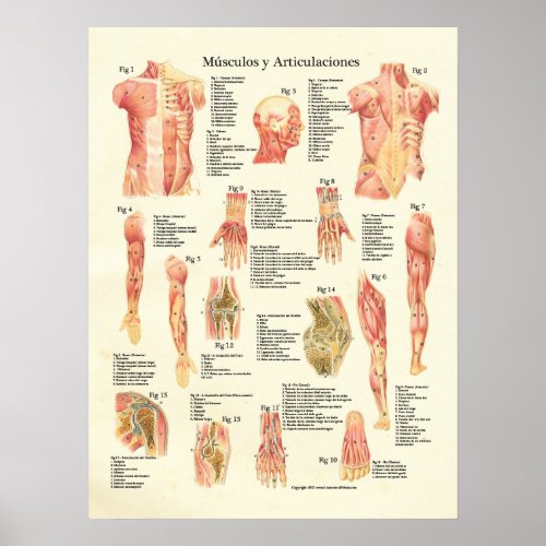 Msculos y Articulaciones Anatomia Spanish Poster