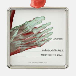 Musculoskeleton of the Foot Metal Ornament