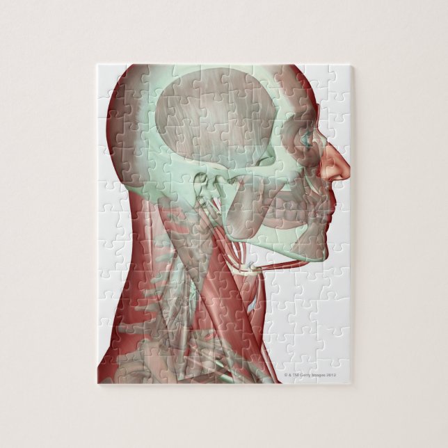 Musculoskeleton of the Head and Neck 2 Jigsaw Puzzle (Vertical)