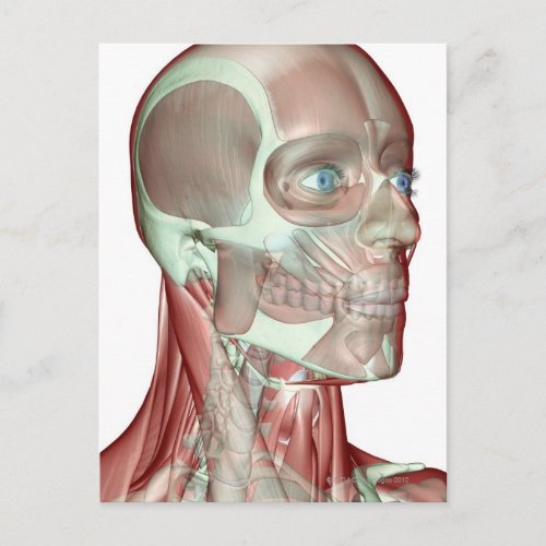 Musculoskeleton of the Head and Neck 5 Postcard