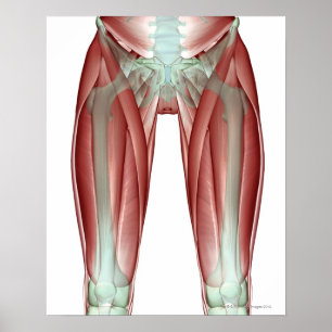 Musculoskeleton of the Lower Limb Poster