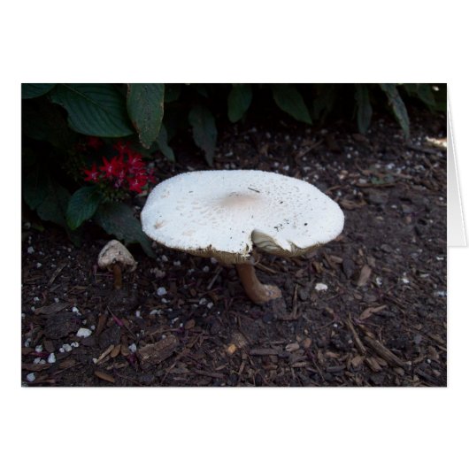 Mushroom (Front Horizontal)
