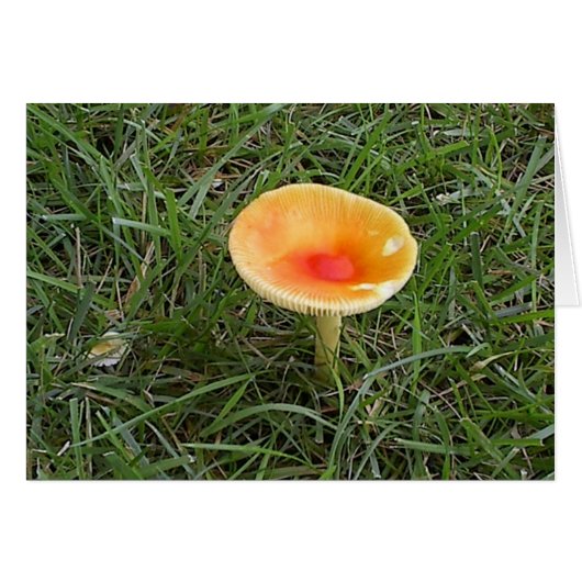 Mushroom2 Cards (Front Horizontal)