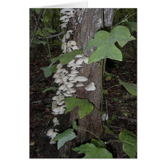 Mushroom4 Cards