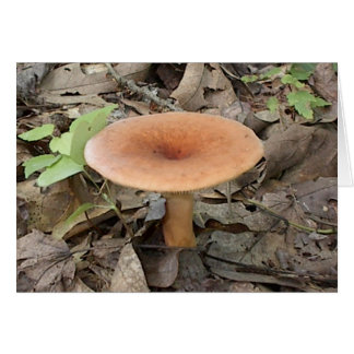 Mushroom9 Cards