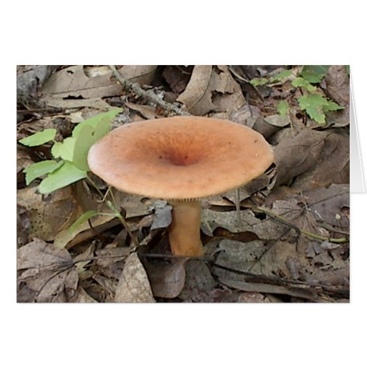 Mushroom9 Cards (Front Horizontal)