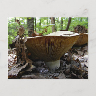 Mushroom 161 ~ postcard