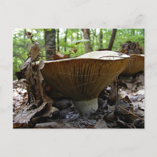 Mushroom 161 ~ postcard (Front)