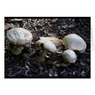mushroom 1 cards
