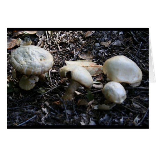 mushroom 1 cards (Front Horizontal)