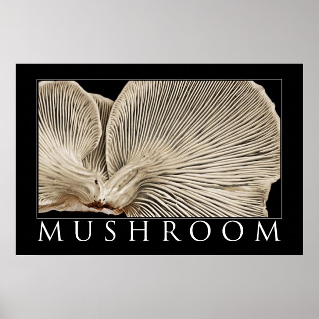 Mushroom 2 poster (Front)