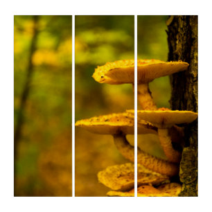 Mushroom Beauty AcryliPrint®HD Triptych Wall Art