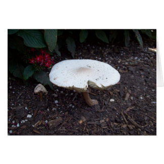 Mushroom Cards