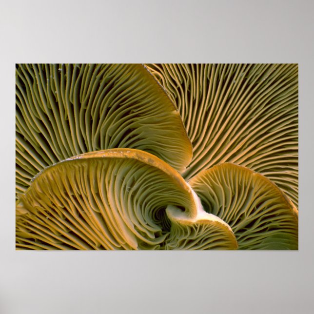 Mushroom cluster on a dead tree poster (Front)