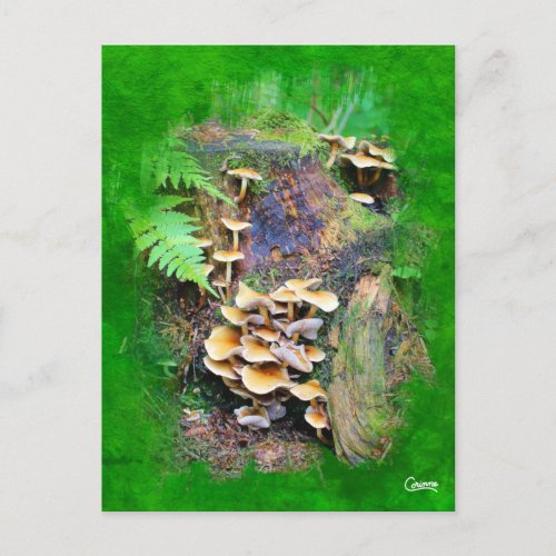 Mushroom Cluster _ Postcard