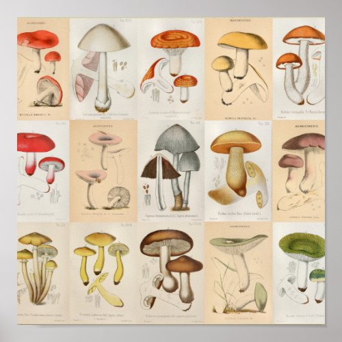 Mushroom Collage Vintage Color Art Print
