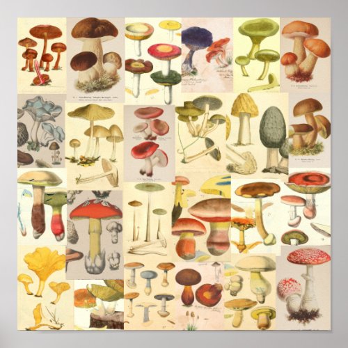 Mushroom Collage Vintage Color Art Print