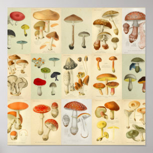 Mushroom Collage Vintage Color Art Print