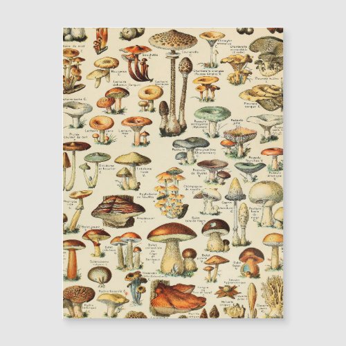 Mushroom Collection  