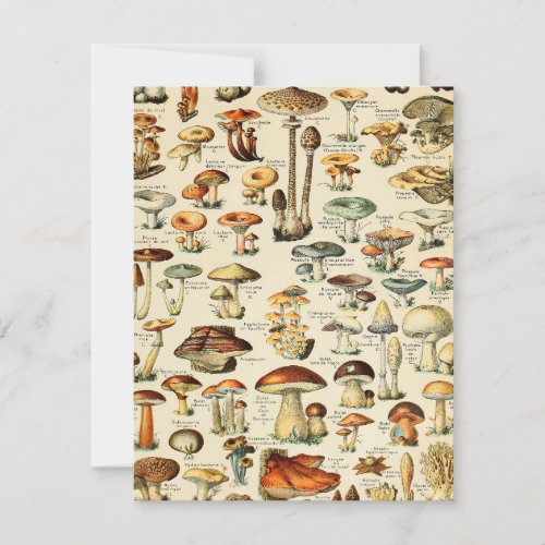 Mushroom Collection  Card