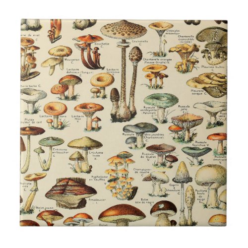 Mushroom Collection    Ceramic Tile