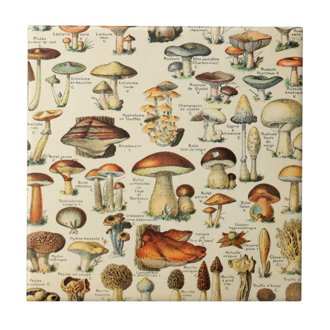 Mushroom Collection    Ceramic Tile (Front)