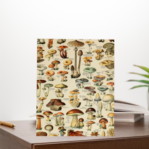 Mushroom Collection   Foam Board