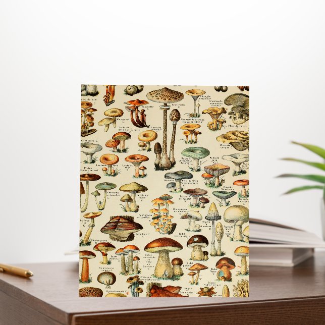 Mushroom Collection   Foam Board (In Situ (Office))