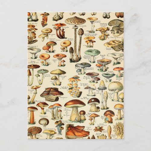 Mushroom Collection  Postcard