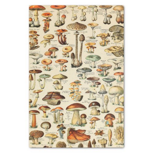 Mushroom Collection  Tissue Paper