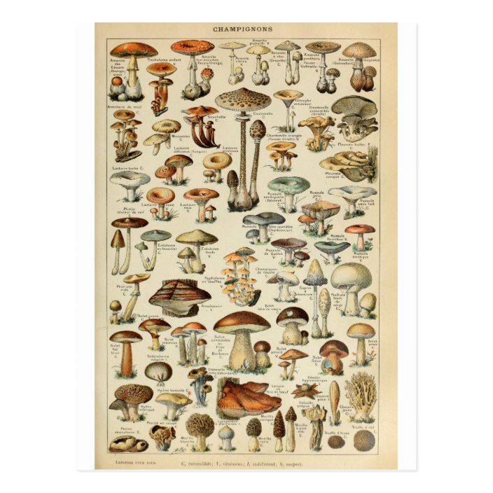 Mushroom dictionary illustration postcard